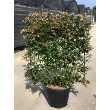 ABELIA grandiflora En pot de 35-50 litres forme espalier hauteur 180 cm - largeur 100 cm