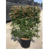 ABELIA grandiflora En pot de 35-50 litres forme espalier hauteur 180 cm - largeur 100 cm