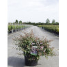 ABELIA EDWARD GOUCHER En pot de 7-10 litres buisson hauteur 040-050 cm