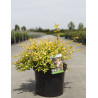 ABELIA FRANCIS MASON En pot de 10-12 litres buisson diamètre 040-050 cm