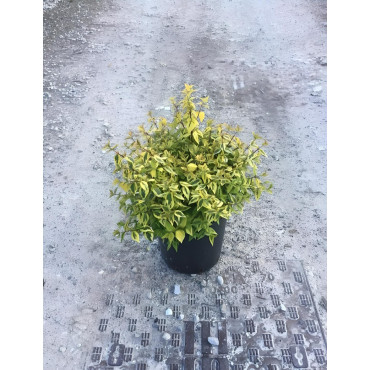 ABELIA KALEIDOSCOPE En pot de 7-10 litres buisson diamètre 050-060 cm