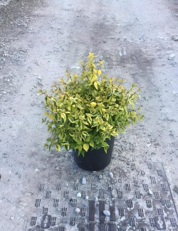 ABELIA KALEIDOSCOPE En pot de 7-10 litres buisson diamètre 050-060 cm