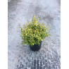 ABELIA KALEIDOSCOPE En pot de 7-10 litres buisson diamètre 050-060 cm