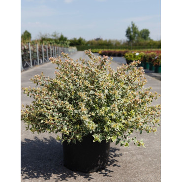 ABELIA grandiflora SPARKLING SILVER En pot de 15-20 litres buisson diamètre 080-100 cm