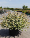abelia-a-grandes-fleurs-sparkling-silver-abelia-grandiflora-sparkling-silver-6.jpg