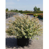ABELIA grandiflora SPARKLING SILVER En pot de 15-20 litres buisson diamètre 080-100 cm