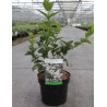 ABELIOPHYLLUM distichum En pot de 3-4 litres buisson hauteur 020-030 cm