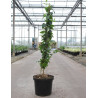 ABELIOPHYLLUM distichum En pot de 7-10 litres buisson hauteur 040-050 cm