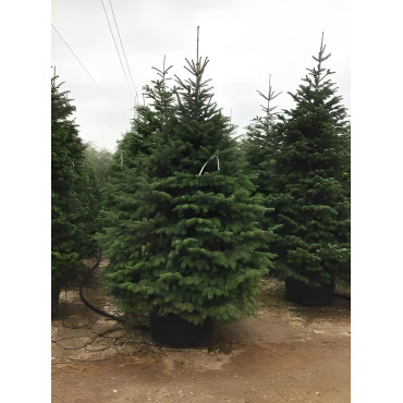 ABIES nordmanniana En pot de 150-200 litres hauteur 250-300 cm