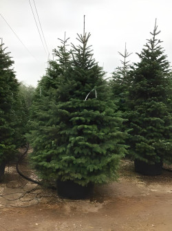 ABIES nordmanniana En pot de 150-200 litres hauteur 250-300 cm