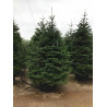 ABIES nordmanniana En pot de 150-200 litres hauteur 250-300 cm
