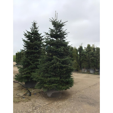 ABIES nordmanniana En pot de 280-310 litres hauteur 300-350 cm