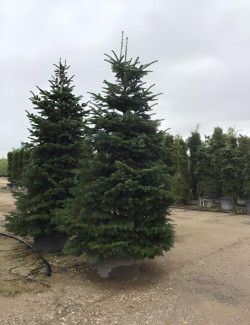 ABIES nordmanniana En pot de 280-310 litres hauteur 300-350 cm