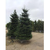 ABIES nordmanniana En pot de 280-310 litres hauteur 300-350 cm