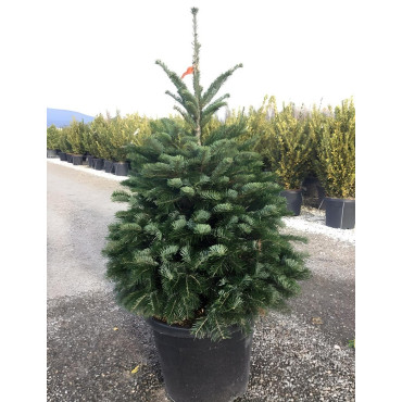 ABIES nordmanniana En pot de 30-35 litres hauteur 100-125 cm