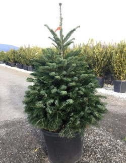 ABIES nordmanniana En pot de 30-35 litres hauteur 100-125 cm
