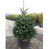 ABIES nordmanniana En pot de 30-35 litres hauteur 100-125 cm