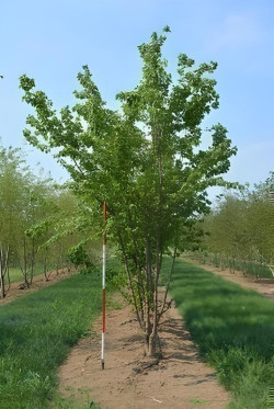 ACER buergerianum Motte cépée hauteur 300-350 cm