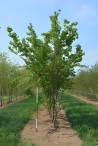 ACER buergerianum Motte cépée hauteur 300-350 cm