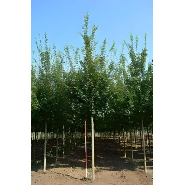 ACER ELSRIJK Motte tige hauteur du tronc 190-210 cm circonférence du tronc 16-18 cm