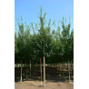 ACER ELSRIJK Motte tige hauteur du tronc 190-210 cm circonférence du tronc 16-18 cm