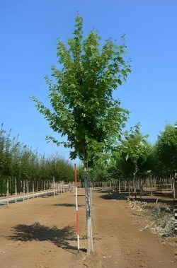 ACER freemanii AUTUMN BLAZE Motte  tige hauteur du tronc 190-210 cm circonférence du tronc 18-20 cm