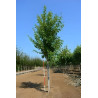 ACER freemanii AUTUMN BLAZE Motte  tige hauteur du tronc 190-210 cm circonférence du tronc 18-20 cm