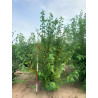 ACER freemanii AUTUMN BLAZE Motte cépée hauteur 200-250 cm