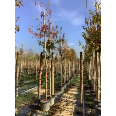 ACER ginnala En pot de 35-50 litres tige hauteur du tronc 190-210 cm circonférence du tronc 10-12 cm