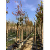 ACER ginnala En pot de 35-50 litres tige hauteur du tronc 190-210 cm circonférence du tronc 10-12 cm