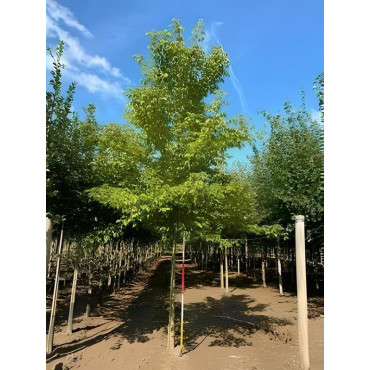 ACER negundo Motte tige hauteur du tronc 190-210 cm circonférence du tronc 18-20 cm