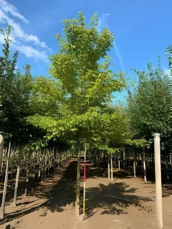 ACER negundo Motte tige hauteur du tronc 190-210 cm circonférence du tronc 18-20 cm