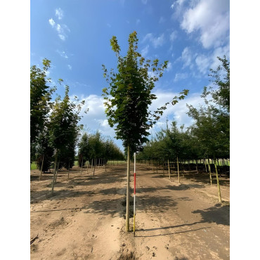 ACER platanoides COLUMNARE Motte tige hauteur du tronc 190-210 cm circonférence du tronc 16-18 cm