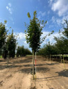 erable-plane-fastigie-acer-platanoides-columnare-5.jpg