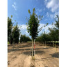 ACER platanoides COLUMNARE Motte tige hauteur du tronc 190-210 cm circonférence du tronc 16-18 cm