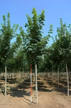 ACER pseudoplatanus Motte tige hauteur du tronc 190-210 cm circonférence du tronc 18-20 cm