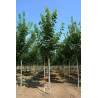 ACER pseudoplatanus Motte tige hauteur du tronc 190-210 cm circonférence du tronc 18-20 cm