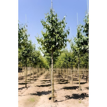 ALNUS cordata Motte tige hauteur du tronc 190-210 cm circonférence du tronc 14-16 cm