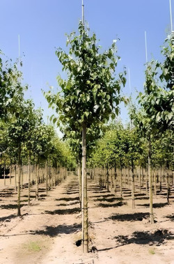 aulne-de-corse-alnus-cordata-4.jpg