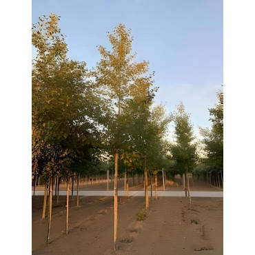 ALNUS glutinosa Motte tige hauteur du tronc 190-210 cm circonférence du tronc 16-18 cm
