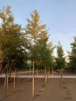 ALNUS glutinosa Motte tige hauteur du tronc 190-210 cm circonférence du tronc 16-18 cm