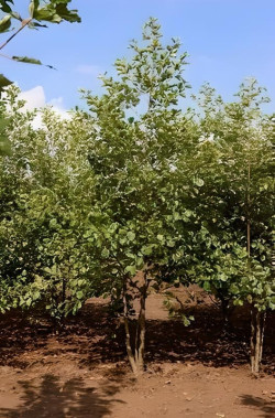 aulne-glutineux-alnus-glutinosa-4.jpg