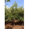 ALNUS glutinosa Motte cépée hauteur 300-350 cm