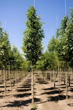 ALNUS incana Motte tige hauteur du tronc 190-210 cm circonférence du tronc 16-18 cm