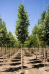 aulne-blanc-alnus-incana-3.jpg