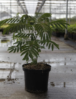 ALBIZIA julibrissin OMBRELLA En pot de 10-12 litres buisson hauteur 060-080 cm