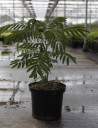 arbre-a-soie-ombrella-albizia-julibrissin-ombrella-5.jpg