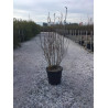 AMELANCHIER alnifolia OBELISK En pot de 15-20 litres buisson hauteur 100-125 cm