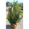 ARBUTUS unedo En pot de 7-10 litres buisson hauteur 040-060 cm