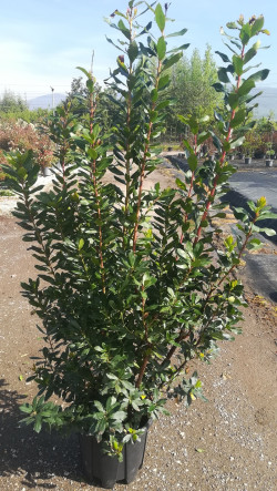 ARBUTUS unedo En pot de 25-30 litres buisson hauteur 100-125 cm